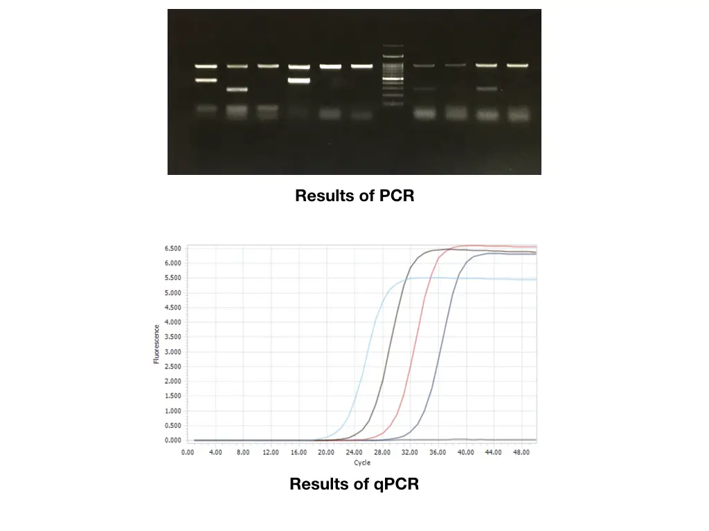 The results between PCR and qPCR