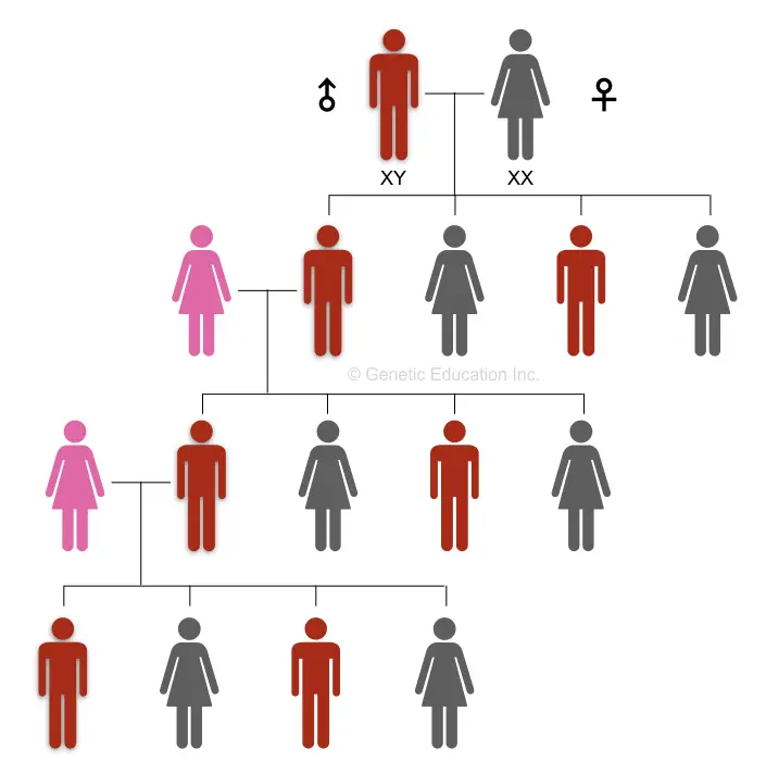 The inheritance of the Y chromosome in the male lineages of the family.