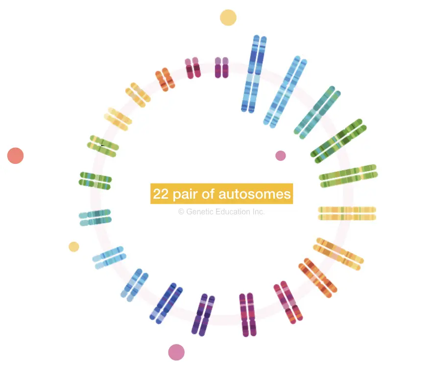 The pictorial representation of 22 pairs of autosomes.