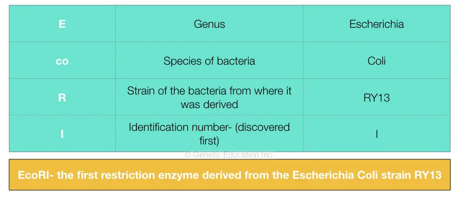 The nomenclature of restriction enzymes.