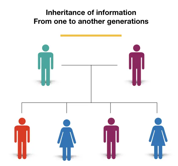 Inheritance of genetic information from one to another generation.