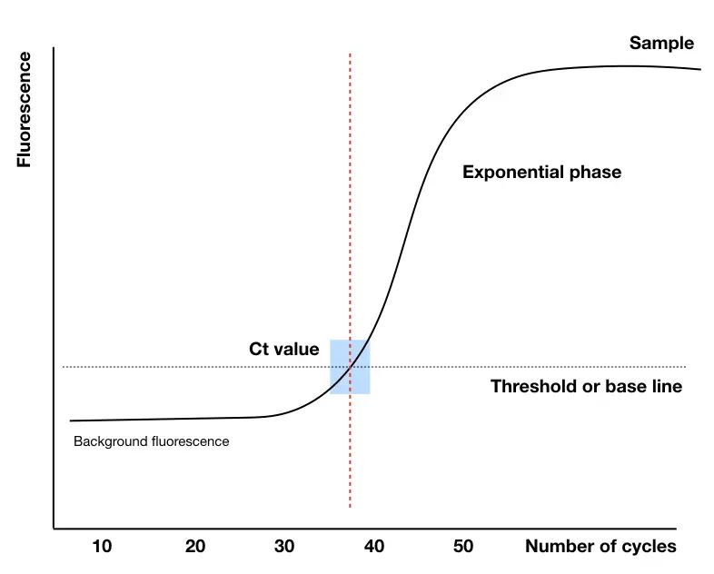 The Ct value, baseline, background signals and exponential phase of the qPCR graph.