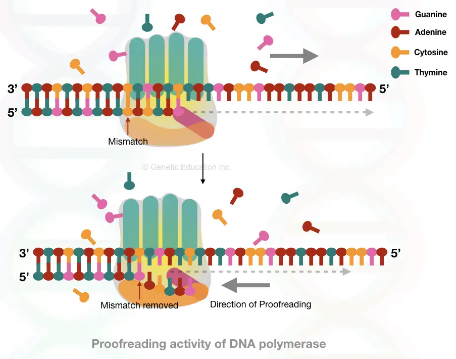 In this image the DNA polymerase done proofreading