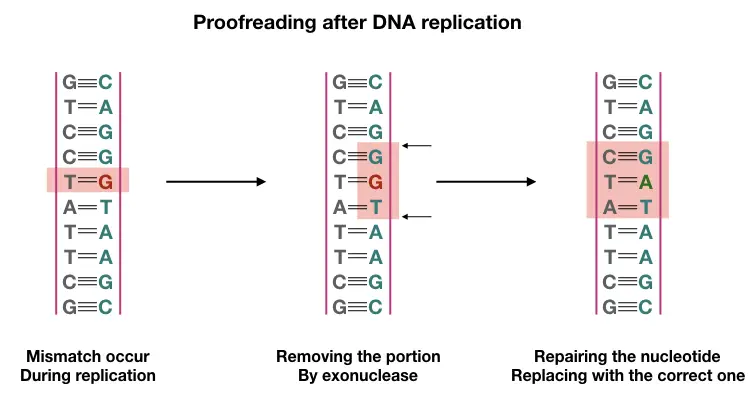 Image shows exonuclease activity after DNA replication. 