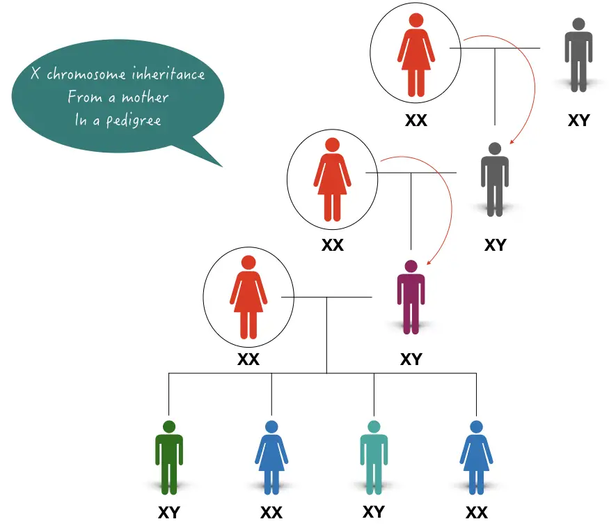 Image of how X chromosome is inherited from the female to the male in a family. 