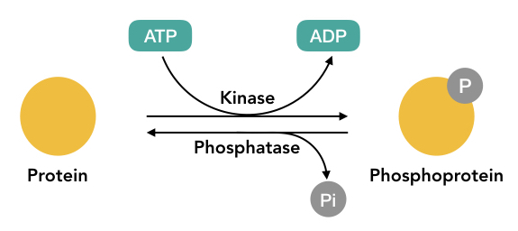 Graphical representation of the phosphorylation and dephosphorylation process. 