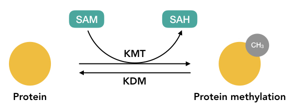 Graphical representation of the methylation process.
