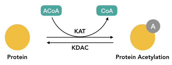 Graphical representation of the process of Acetylation.