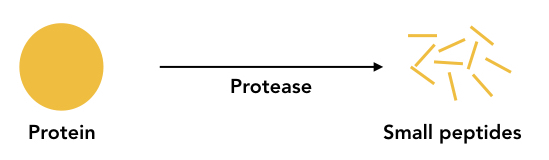 Graphical representation of the process of proteolysis.