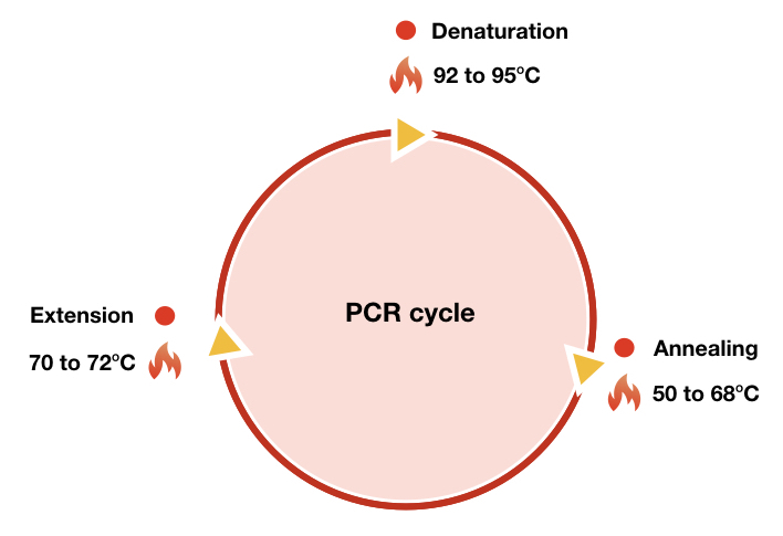 Image showing a Typical PCR cycle with denaturation, annealing and extension.