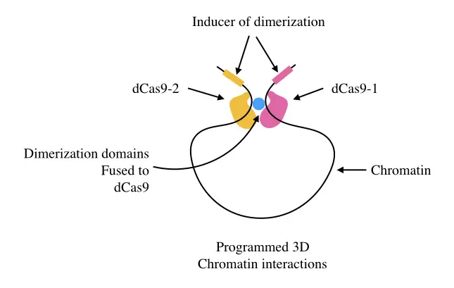 The chromatin remodelling process of dCAS9 system.