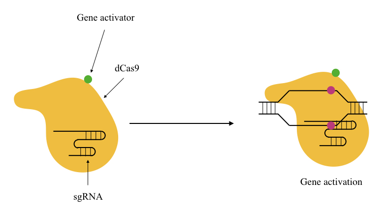 The brief overview of the process of CRISPR activation.