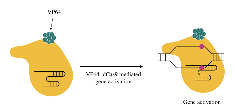 VP64-dCAS9 mediated gene activation.
