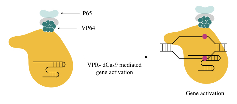 VPR-dCAS9 mediated gene activation.