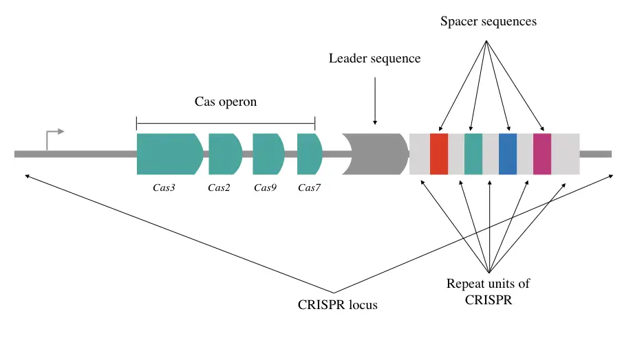 Pictorial representation of the structure of the CRISPR loci with spacers & leader sequences, Cas genes repetitive units. 
