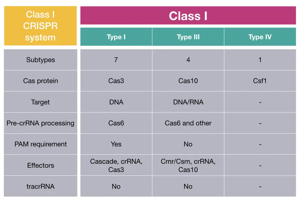 Class I CRISPR system in bacteria. 