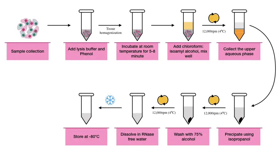 Graphical representation of the entire RNA extraction process