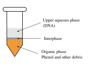 dna extraction using phenol chloroform