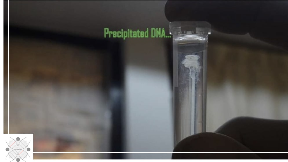 Original DNA extraction picture.
