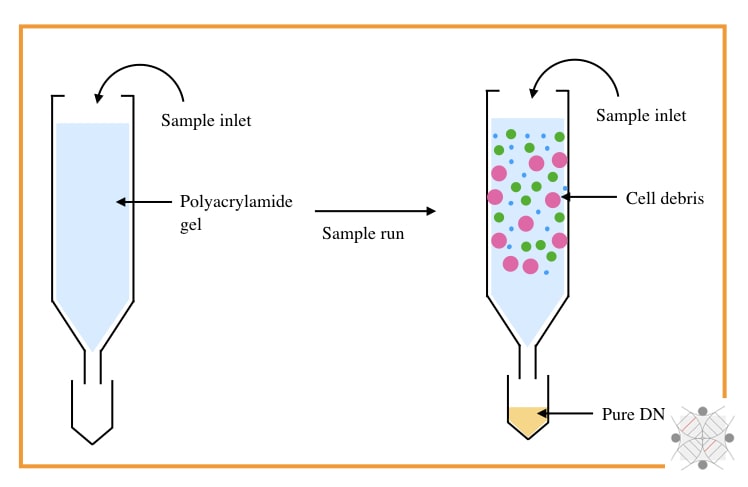 10 Different Types Of Dna Extraction Methods Updated 