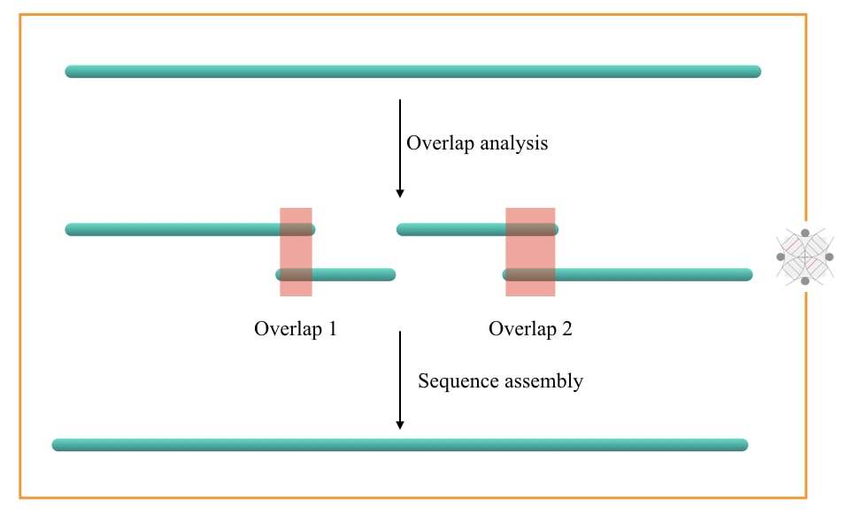Illustration of sequence read overlap.