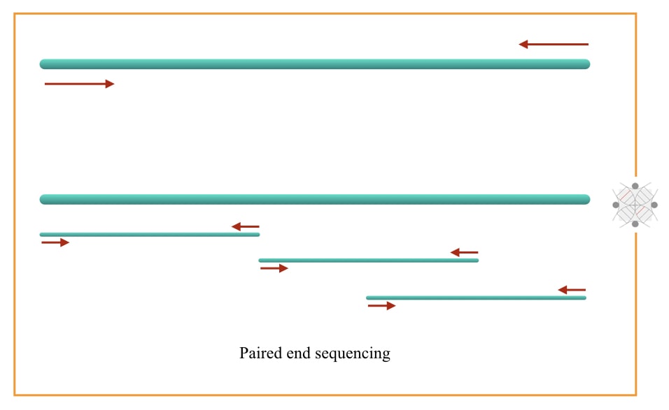 Illustration of paired end sequencing. 