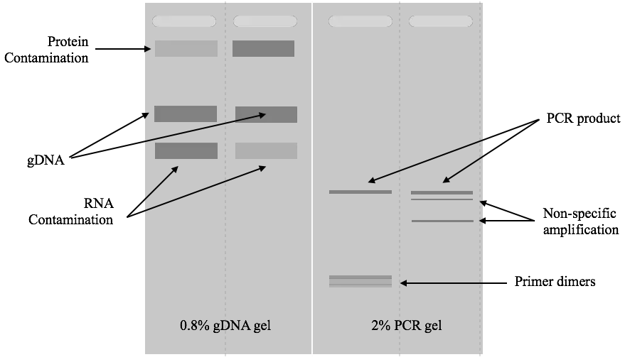 Illustration of gDNA and PCR gel. 