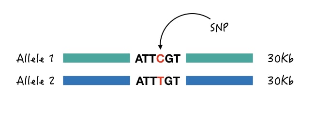 Illustration of SNP in a gene. 
