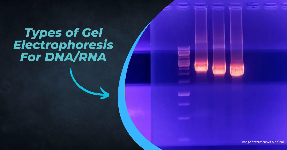 Different Types Of DNA RNA Gel Electrophoresis And Their Applications