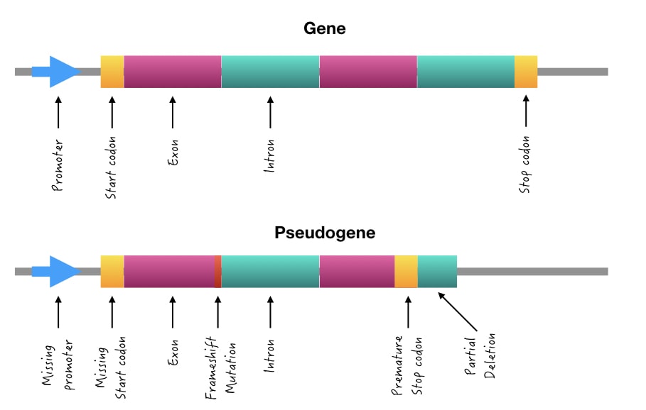 Structure of a gene and pseudogene.