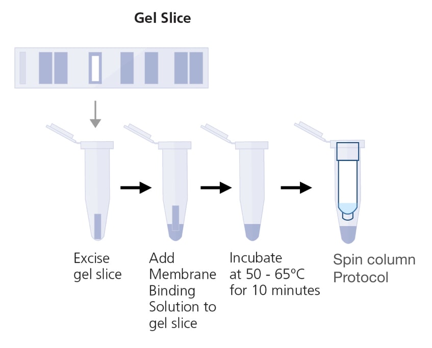 Illustration of the gel DNA purification process. 
