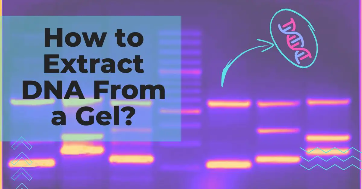How to Extract DNA From a Gel? A StepByStep Guide Education