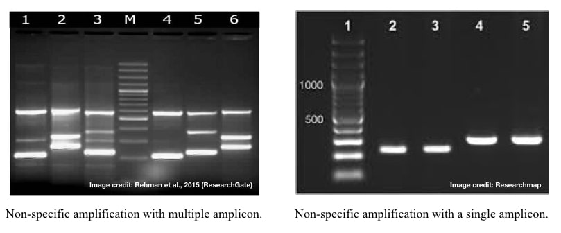 Images of non-specific amplification.