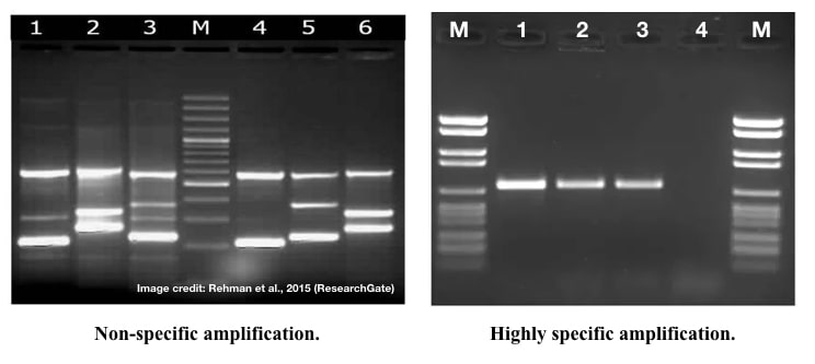 Images showing non-specific and specific PCR amplification.