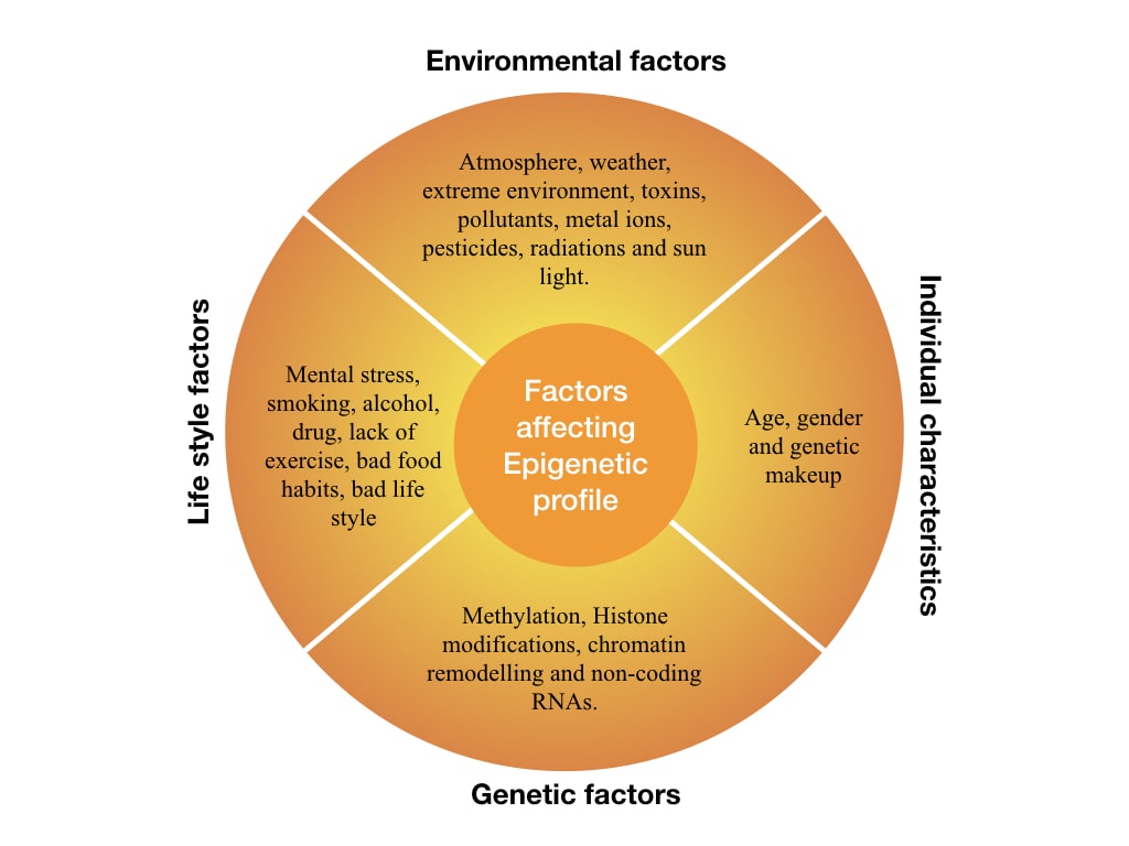 An illustration of various factors affecting epigenetic profile.