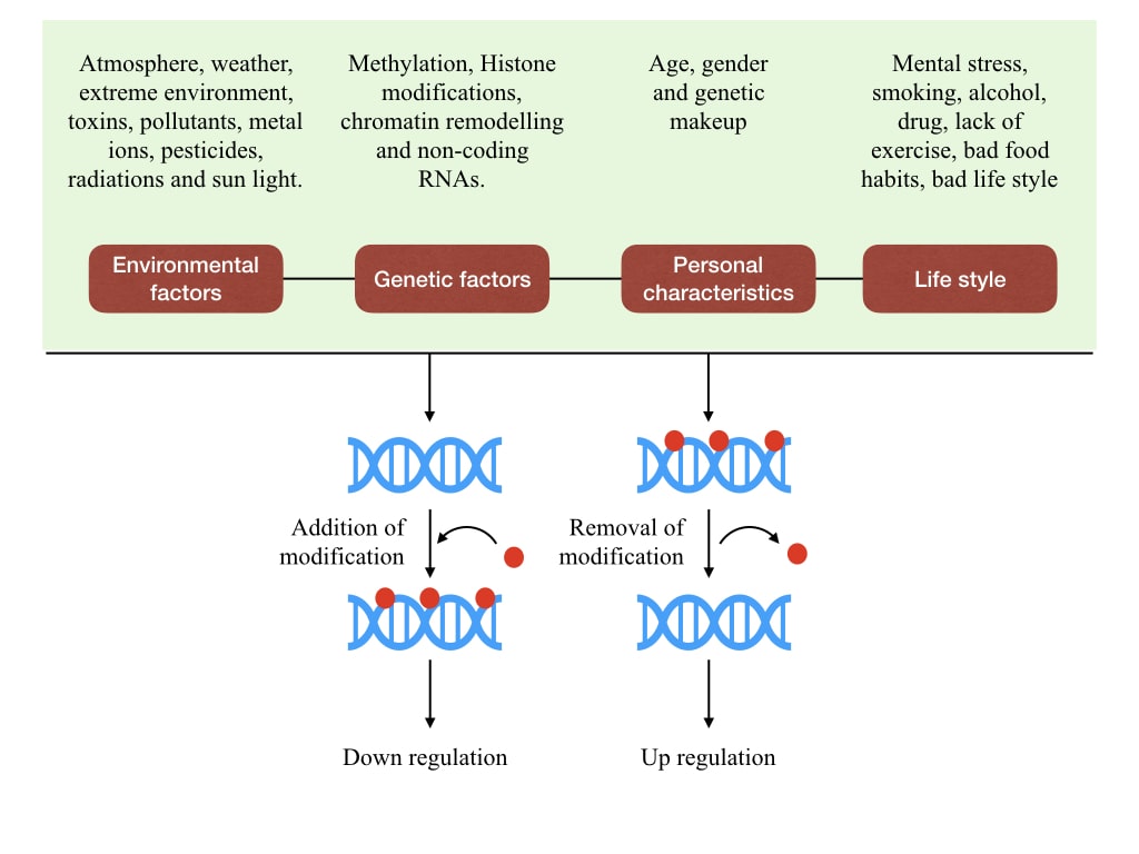 The influence of various factors and epigenetic regulation.