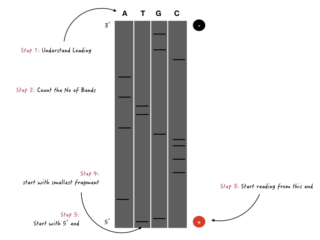 An Illustration of a Sanger sequencing gel. 
