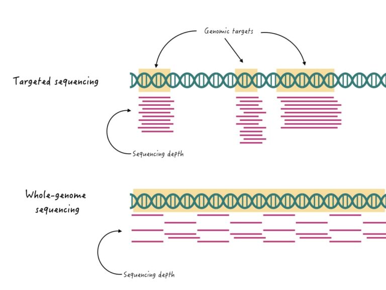 Snp Genotyping Techniques Genetic Education