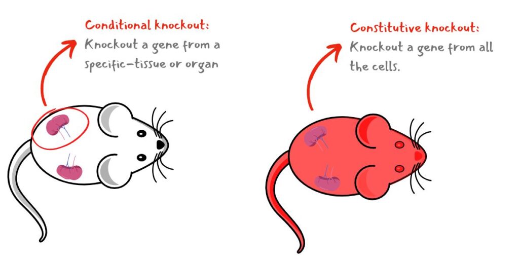 Conventional vs conditional gene knockout