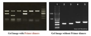 Pcr Troubleshooting How To Address Primer Dimers Genetic Education