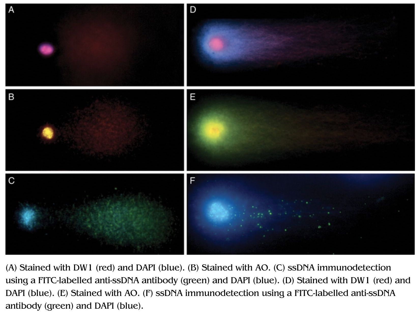 A Beginners Guide To COMET Assay Genetic Education