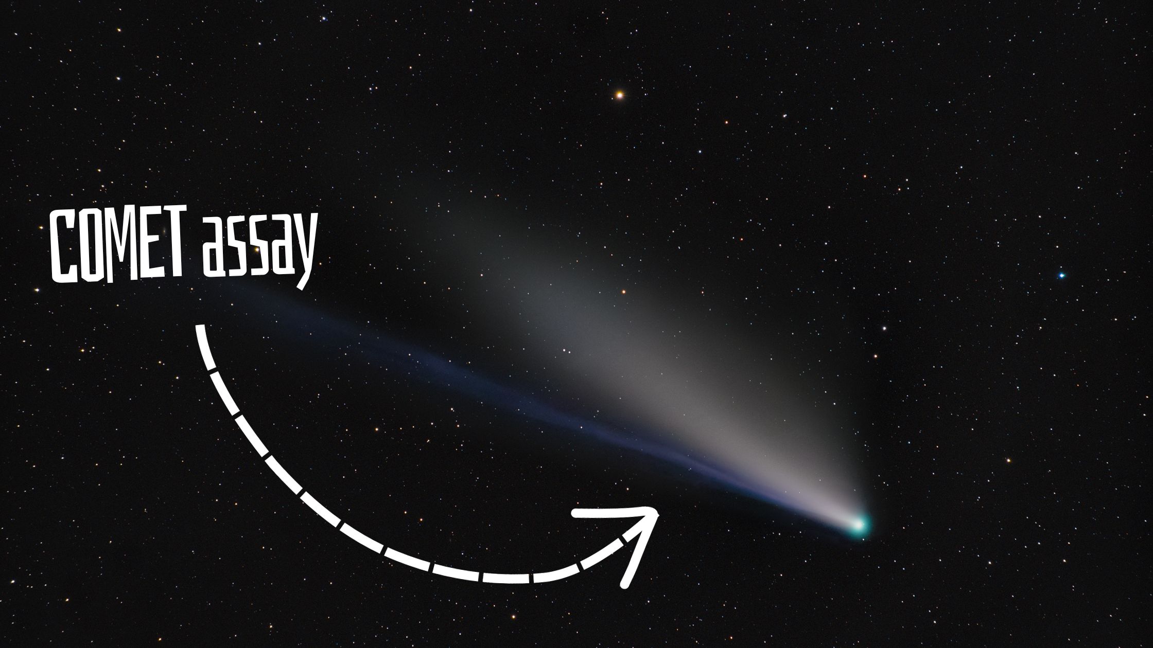 A Beginner’s Guide To COMET Assay Education