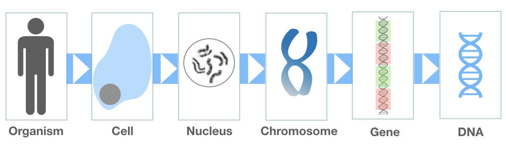 Graphical representation of how DNA arranged on a chromosome.