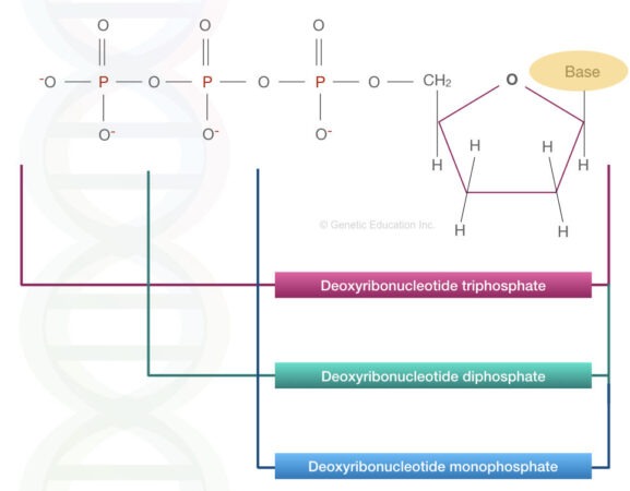 DNA (Deoxyribonucleic acid): Definition, Structure, Function, Evidence ...