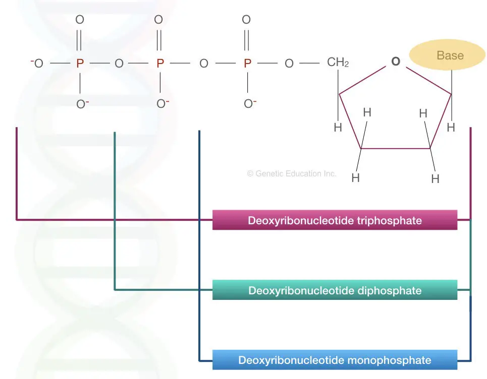 The image represents the structure of Deoxyribose triphosphate, diphosphate and monophosphate.