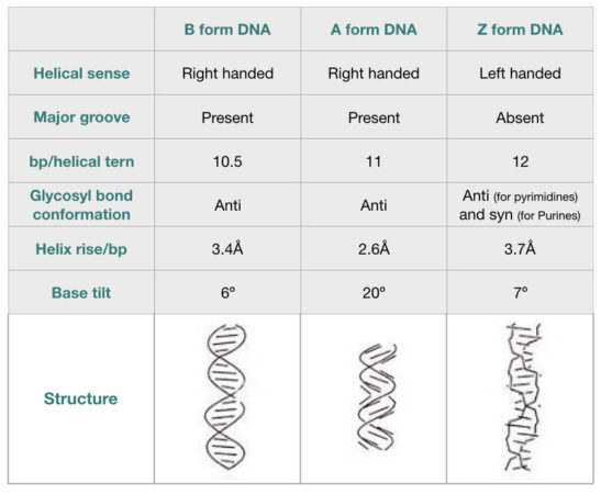 DNA (Deoxyribonucleic Acid): Definition, Structure, Function, Evidence ...