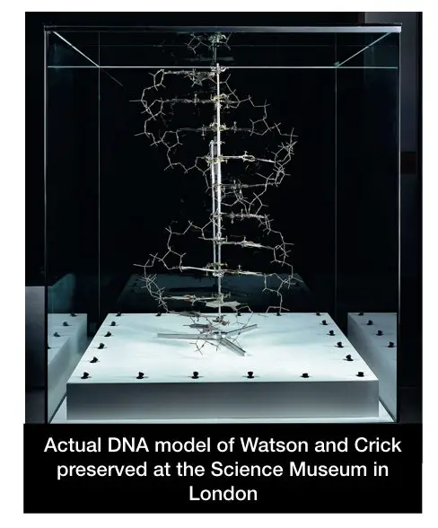 The original DNA model proposed by Watson and Crick