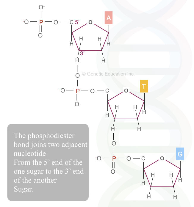 The long chain of the nucleotides joined by the phosphodiester bonds. 