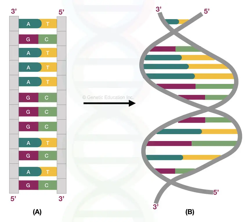 Illustration of DNA.