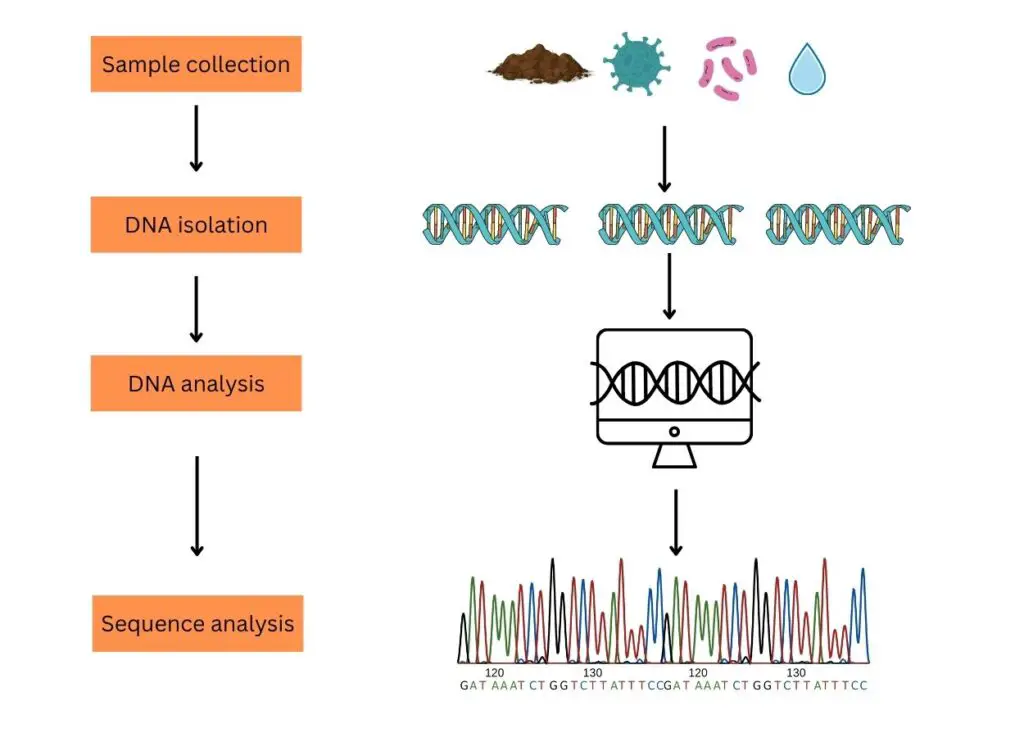 A brief overview of the microbial genetic analysis. 